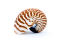 Nautilus pompilius natural seashell side view isolated on white