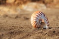 Nautilus pompilius sea shell seashell on black sand beach, Isle