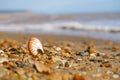 Nautilus pompilius sea shell seashell on black sand beach, Isle