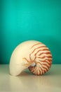 Nautilus, Nautilus pompilius, shell against an aqua blue green background Royalty Free Stock Photo