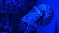 Nautilus pompilius swimming in aquarium Royalty Free Stock Photo