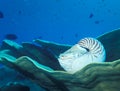 Nautilus Resting on Coral Royalty Free Stock Photo