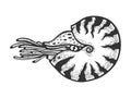 Nautilus sea animal engraving vector