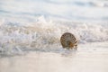 Nautilus sea shell in sea wave Royalty Free Stock Photo