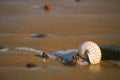 Nautilus sea shell on Atlantic ocean Legzira beach