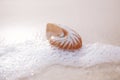 Nautilus sea shell on beach soft sunrise ight Royalty Free Stock Photo