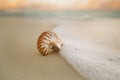 Nautilus sea shell on beach soft sunrise ight Royalty Free Stock Photo