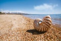 Nautilus sea shell on beach soft sunrise ight Royalty Free Stock Photo