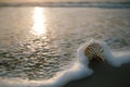 Nautilus sea shell on golden sand beach in soft sunrise ight Royalty Free Stock Photo