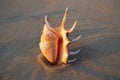 Nautilus sea shell on golden sand beach in soft sunset light Royalty Free Stock Photo