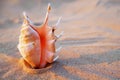 Nautilus sea shell on golden sand beach in soft sunset light Royalty Free Stock Photo