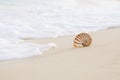 Nautilus sea shell with waves in soft sunrise ight Royalty Free Stock Photo