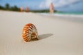 Nautilus sea shell on perfect sand beach Royalty Free Stock Photo