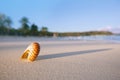 nautilus sea shell on perfect sand beach Royalty Free Stock Photo