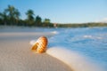 Nautilus sea shell on perfect sand beach Royalty Free Stock Photo
