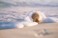 Nautilus sea shell in sea wave Royalty Free Stock Photo