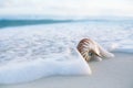 Nautilus sea shell in sea wave Royalty Free Stock Photo