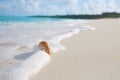 Nautilus sea shell in sea wave Royalty Free Stock Photo