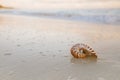 Nautilus sea shell in sea wave Royalty Free Stock Photo