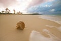 Nautilus sea shell in sea wave Royalty Free Stock Photo