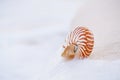 Nautilus sea shell in sea wave Royalty Free Stock Photo