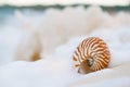 Nautilus sea shell in sea wave Royalty Free Stock Photo
