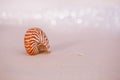 Nautilus sea shell with waves in soft sunrise ight Royalty Free Stock Photo