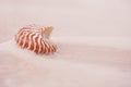 Nautilus sea shell with waves in soft sunrise ight Royalty Free Stock Photo