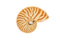 Nautilus Seashell Royalty Free Stock Photo