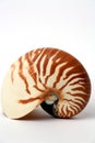 Nautilus Seashell