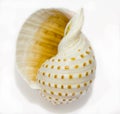 Nautilus Seashell Royalty Free Stock Photo