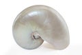Nautilus Seashell with Path Royalty Free Stock Photo