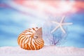 Nautilus seashell sea shell