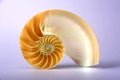Nautilus shell Royalty Free Stock Photo