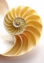 Nautilus Shell Royalty Free Stock Photo