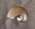 Nautilus shell Royalty Free Stock Photo