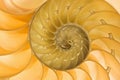 Nautilus Shell Royalty Free Stock Photo