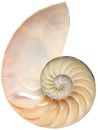 Nautilus shell Royalty Free Stock Photo