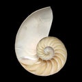 Nautilus shell Royalty Free Stock Photo