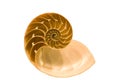 Nautilus shell