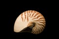 Nautilus shell