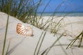 Nautilus shell on beach grass and tropical sea Royalty Free Stock Photo