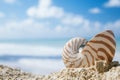 Nautilus shell on beach sand Royalty Free Stock Photo