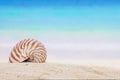 Nautilus shell on a beach sand, against blue sea Royalty Free Stock Photo