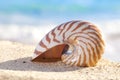 Nautilus shell on a beach sand, against sea Royalty Free Stock Photo