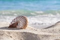 Nautilus shell on a beach sand, against sea Royalty Free Stock Photo