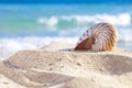 Nautilus shell on a beach sand, against sea waves Royalty Free Stock Photo
