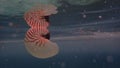 Nautilus shell big white and orange stripes floatting in the sea Royalty Free Stock Photo