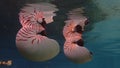 Nautilus shell big white and orange stripes floatting in the sea Royalty Free Stock Photo