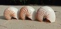 Nautilus shell big white and orange stripes and nice tropical background behind with the blue ocean Royalty Free Stock Photo
